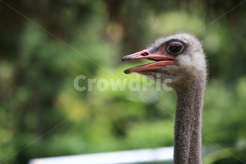 타조,동물원,새,조류,동물,조류,새,birds