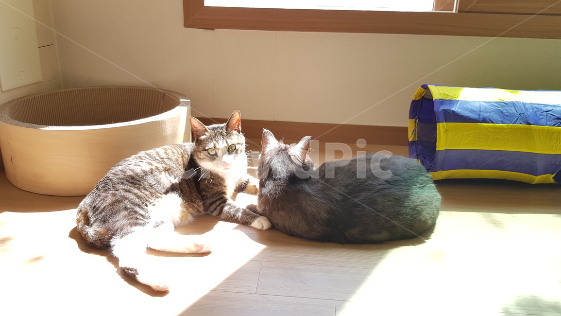 고양이,코숏,두마리,cat,햇빛