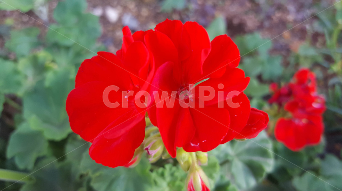 여름,꽃,근접,식물,flower