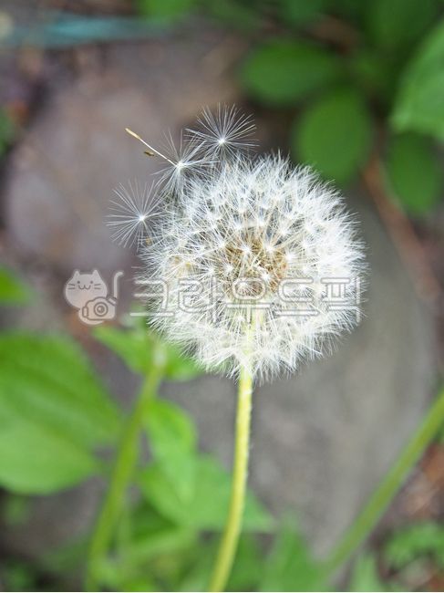 꽃,민들레,홀씨,dandelion,flower