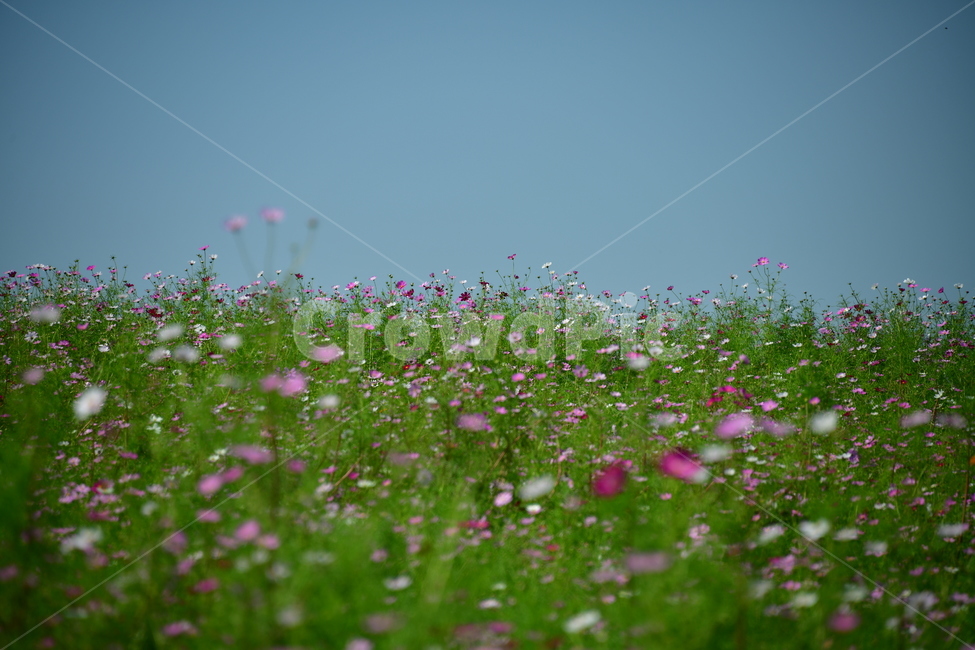 코스모스,꽃,가을,식물,자연,plant,flower,식물,자연,plants,nature,꽃,flower
