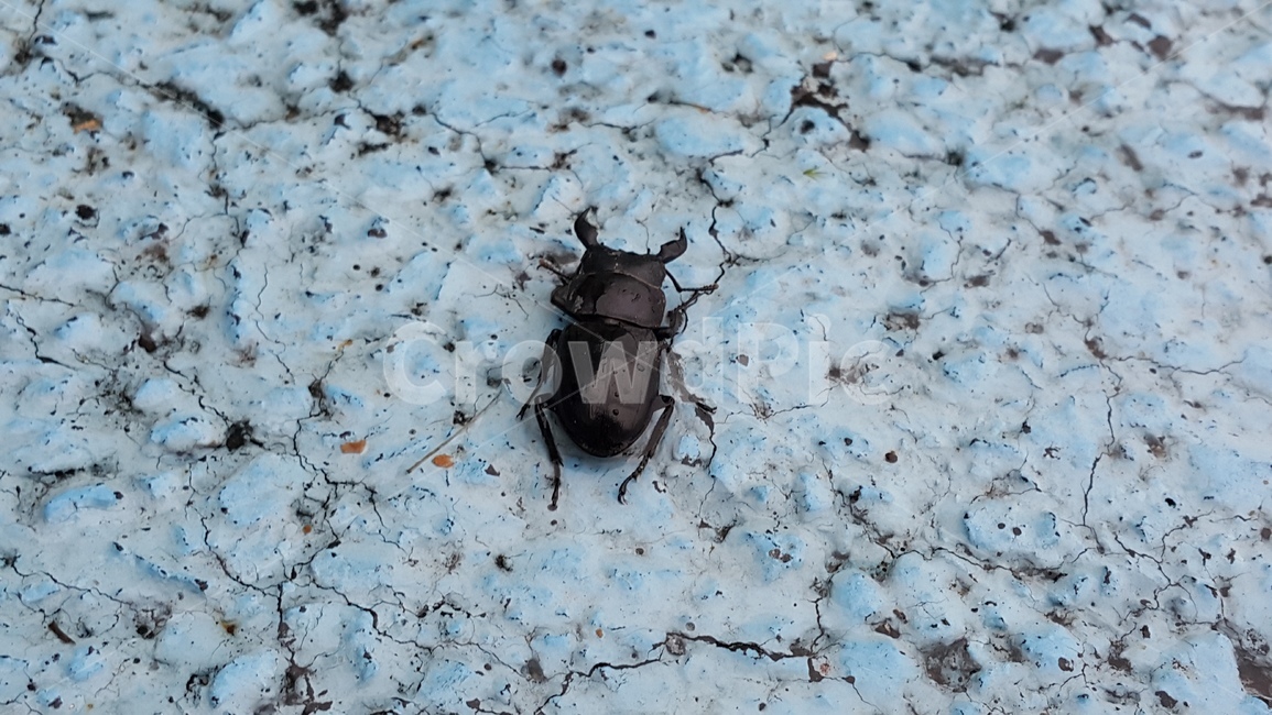 곤충,사슴벌레,딱정벌레목,집게벌레,벌레,동물,animal,곤충,벌레,insect,bug