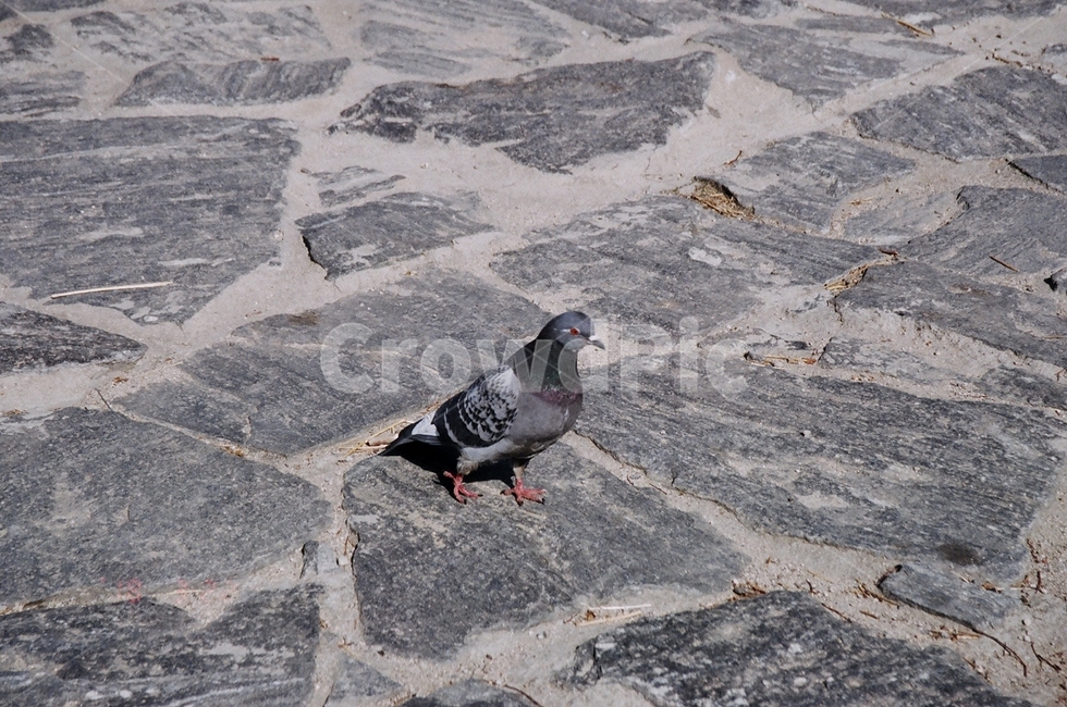 새,조류,비둘기,한강,동물,동물,animal,조류,새,birds