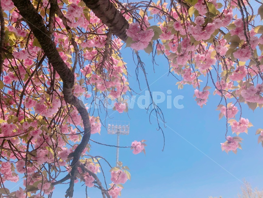봄,겹벚꽃,벚꽃,식물,자연,plantsnature,계절,season,flower