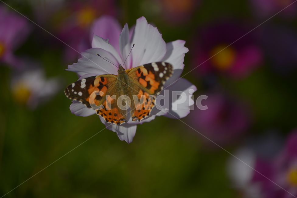 나비,들꽃,자연,아름다움,환경