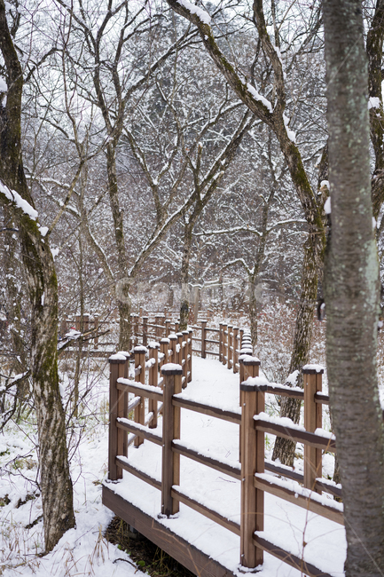 첫눈,겨울,눈,겨울수목원,눈꽃,계절,winter,snow,가을,계절,fall,autumn,season,자연,풍경,nature,landscape,식물,plants,나무,trees,wood,handrail,난간,banister,railing