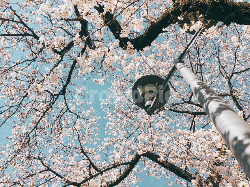 봄,꽃,벚꽃,식물,자연,spring,flower,cherryblossom,plant,nature,봄,계절,spring,season,감성,sensible,feeling,cherry blossom,blossom