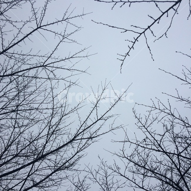 안개,감성,하늘,나뭇가지,sky