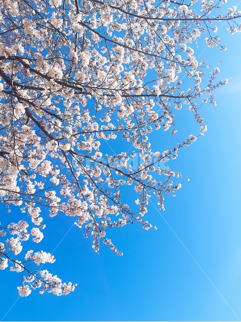 봄,벚꽃,하늘,spring,cherryblossoms,봄,계절,spring,season,plant,식물