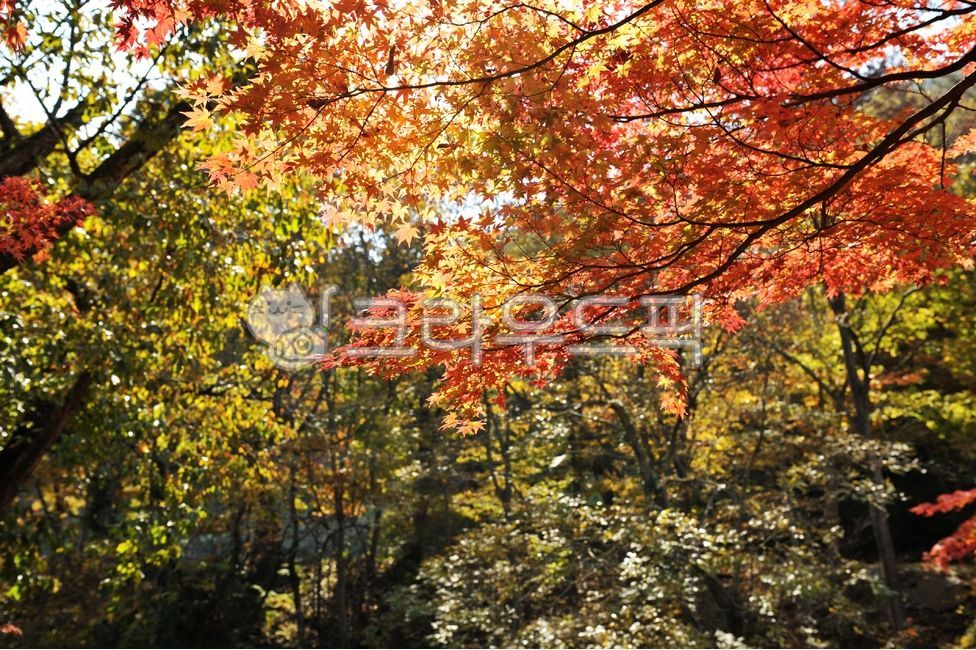 단풍, 잎, maple, tree, 나무, 사진,이미지,일러스트,캘리그라피 - Ncubible작가
