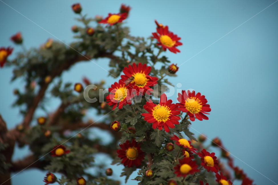국화,식물,꽃,가을꽃,chrysanthemum,식물,자연,plants,nature,꽃,flower