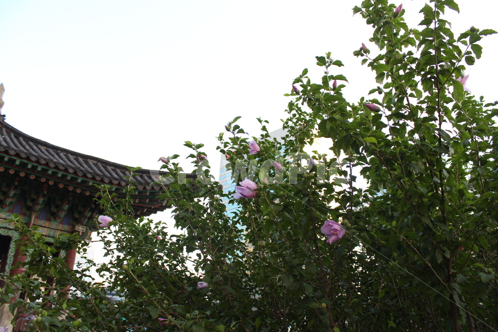 서울,무궁화,광화문사거리,꽃,문화재