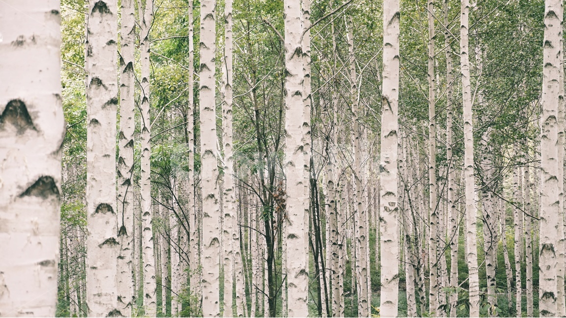 자작나무,자작나무숲,자연,풍경,한국자연,숲,나무,landscape,녹색,woods,forest,nature,식물,자연,plants,nature,나무,trees,wood