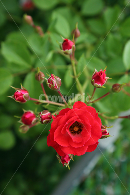 장미,장미꽃,빨간장미,빨강,red,rose,사랑,로맨스,장미넝쿨,love,식물,정원,야외,봄,5월,자연,bush,day,fresh,green,spring,plant,그린,녹색,꽃봉우리,식물,자연,plants,nature,꽃,flower