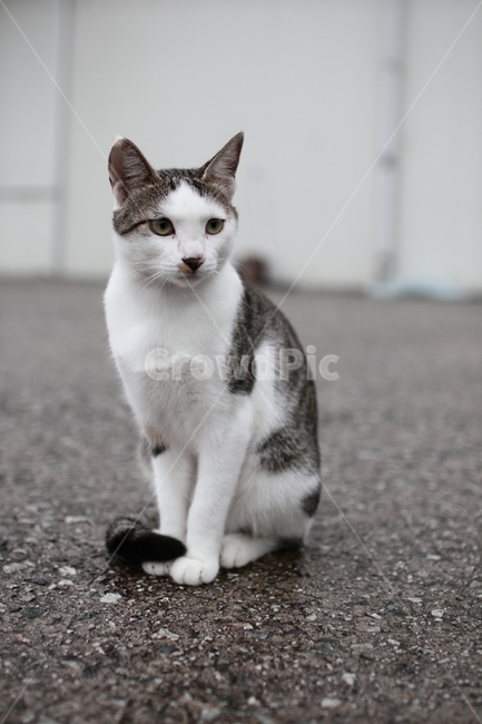 animal,고양이,pet,길냥이,미묘,동물,animal,포유류,mammal,고양이,cat,kitten,kitty