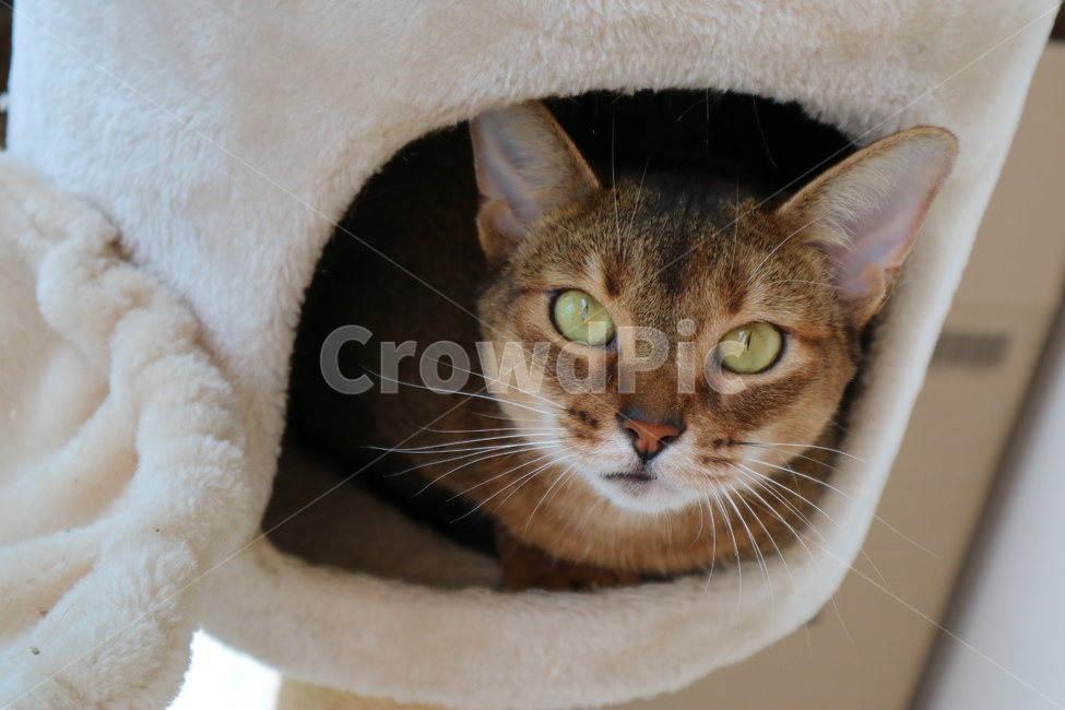 고양이,애완동물,반려동물,아비시니안,감성,cat,동물,animal,포유류,mammal,고양이,cat,kitten,kitty