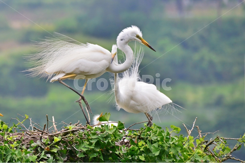 전북,임실,백로,백로부부,백로부부사랑,백로육추,bird,waterfowl,물새,stork,황새,동물,animal,조류,새,birds