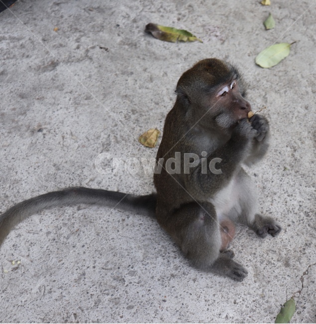 원숭이,동물,monkey,animal,자연,자연,풍경,nature,landscape,해외,외국,세계,foreign,oversea,world,세계자연풍경,해외자연풍경,외국자연풍경,world nature landscape,wildlife,야생 동물,mammal,포유류