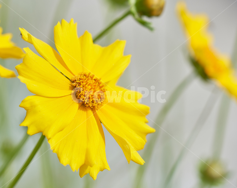 꽃,자연,식물,봄꽃,들꽃,노란,들국화,식물,자연,plants,nature,꽃,flower