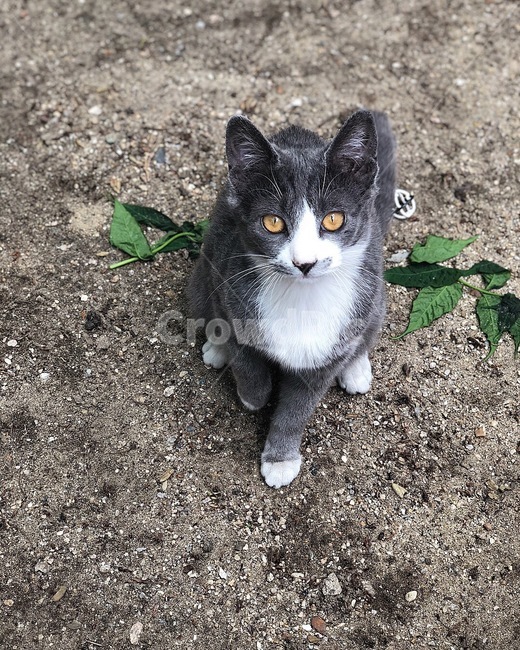 고양이,길고양이,동물,자연,펫,동물,animal,포유류,mammal,고양이,cat,kitten,kitty