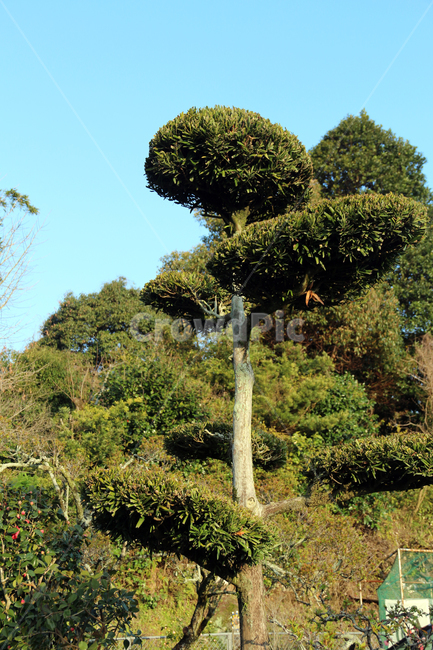 일본,가고시마,꽃,봄,자연,산책,식물,정원