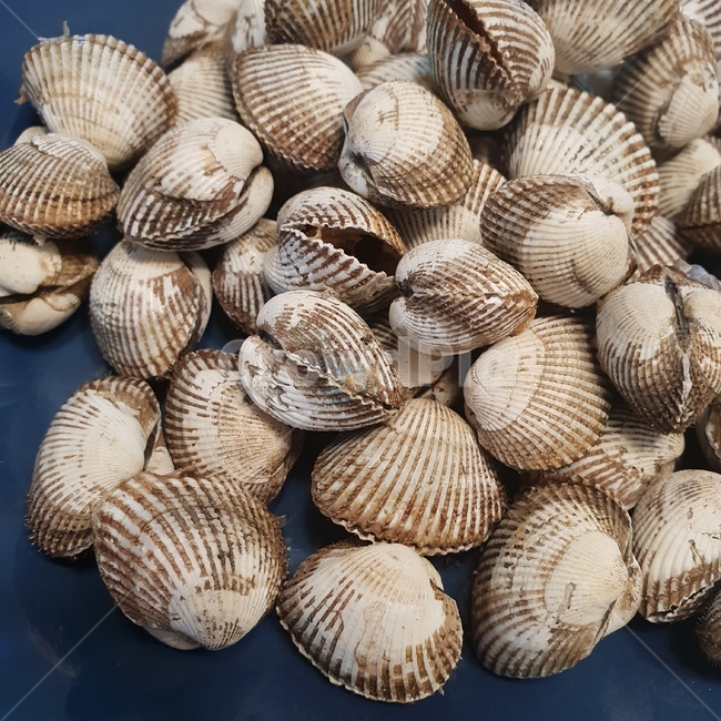 꼬막,조개,음식,먹거리,자연,해산물,해물,요리,수산물,식재료,cook,seafood