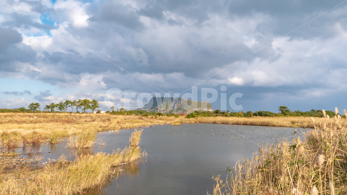 land,나라,outdoors,옥외,water,물,grass,잔디,제주,제주도,jeju,landscape,nature,자연,풍경,성산일출봉,갈대,성산,자연,풍경,nature,landscape,한국자연풍경,한국자연경관,korea nature landscape,제주도,jeju,jeju island
