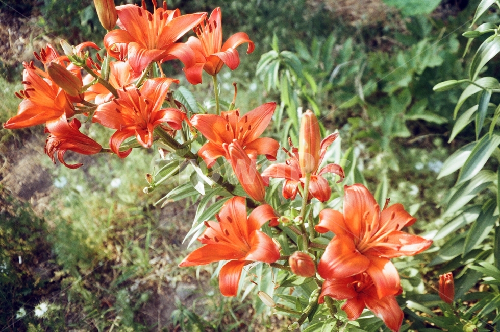 나리,참나리,나리꽃,백합,백합꽃