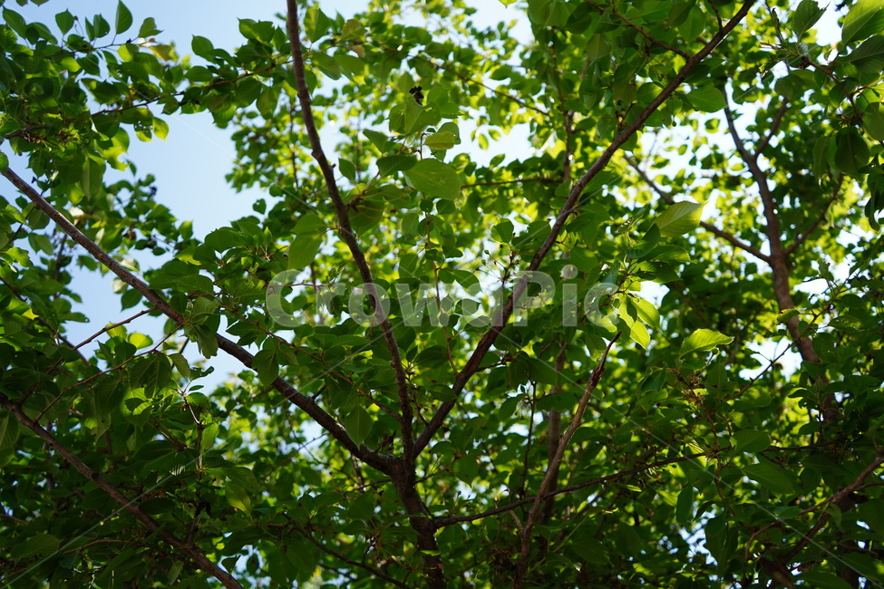 나무,초록색,자연,하늘,봄,nature,tree,green,sky,fresh,식물,자연,plants,nature