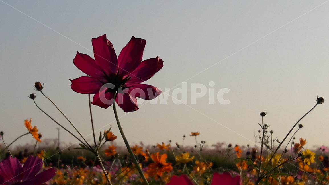 꽃,가을,코스모스,10월,예쁜,가을,계절,fall,autumn,season,식물,자연,plants,nature,꽃,flower,plant,blossom,petal,꽃잎