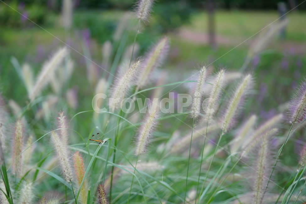 강아지풀,풀,식물,생물,자연,생명,잠자리곤충,식물,자연,plants,nature