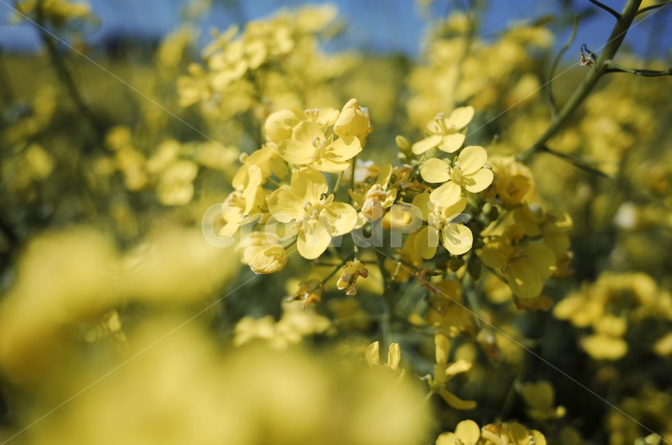 유채꽃,유채,yellow,plant,식물,flower,꽃,봄,봄꽃,노란꽃,green,노란,초록