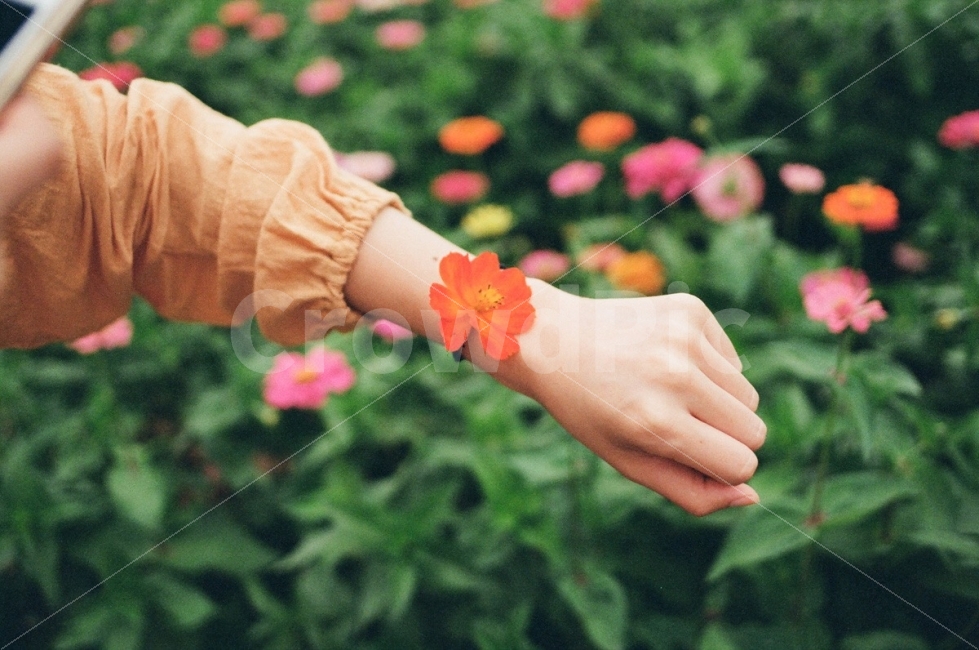 꽃,감성,필름,감성사진,꽃시계,필름사진,스냅,스냅사진,펜탁스,코스모스,식물,자연,plants,nature,꽃,flower,사람,인물,인간,human,person,신체일부,몸,body,감성,sensible,feeling