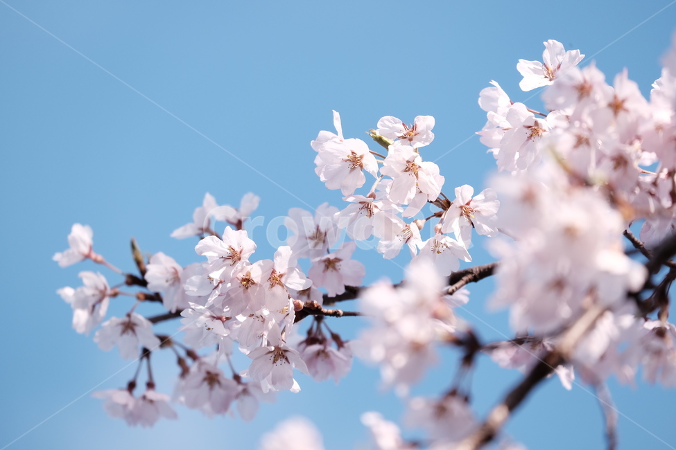 벚꽃,봄꽃,cherryblossom,분홍색꽃,하늘,꽃과하늘,봄하늘,봄,계절,spring,season,식물,자연,plants,nature,꽃,flower,plant