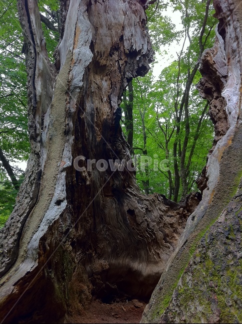 나무,고목,고사목,죽은나무,갈라진,자연,나무,trees,wood