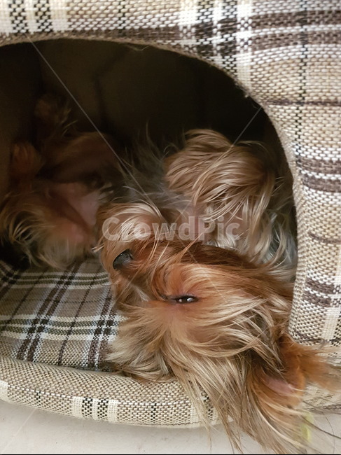 요키,요크셔테리어,애완견,반려견,반려견집,yorkie