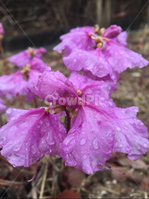 꽃,보라색,이슬,물방울,자연,식물,자연,plants,nature,꽃,flower