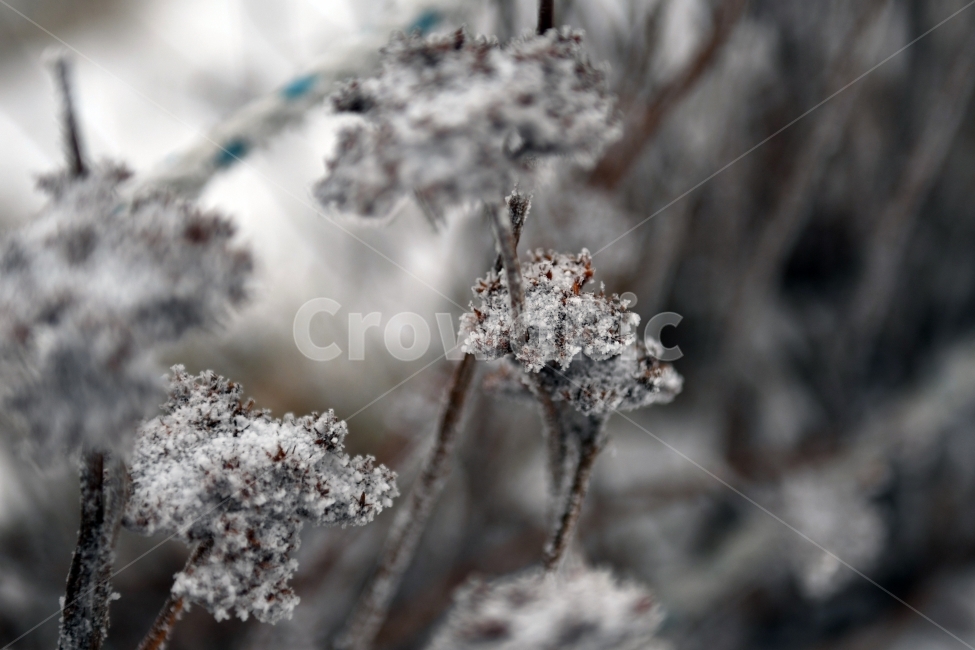 눈,풍경,겨울,눈꽃,상고대,바람,서리,추위,산,나무,겨울,계절,winter,season,식물,자연,plants,nature