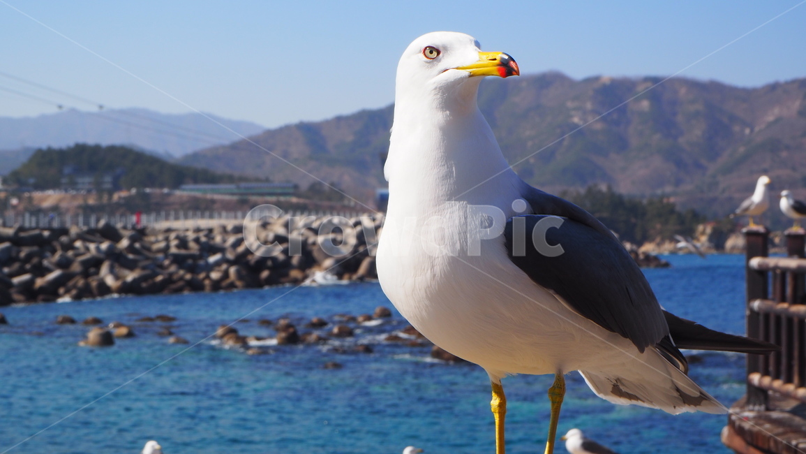 바다,물,동해,한국,강원도,맑음,파도,물결,푸르른,푸름,파랑,ocean,sea,korea,water,blue,fresh,cool,wave,view,갈매기,일상,색감,emotion,daily,sensible,feeling,healing,snap,스냅,landscape,감성사진,동물,animal,조류,새,birds