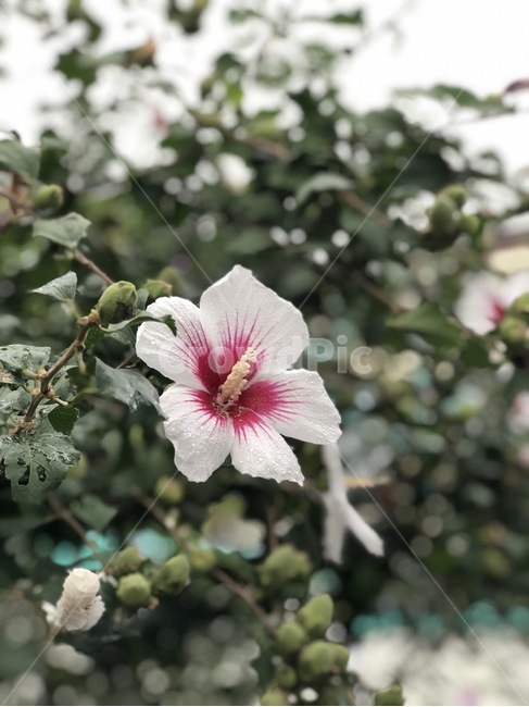 꽃,식물,자연,노랑,초록,flower,hana,plants,shokubutsu,nature,yellow,kiiro,green,midori,무궁화,mugunghwa,흰색,빨강,white,shiro,red,aka,비,물,rain,ame,water,mizu,분홍,pink,pinku,식물,자연,plants,nature,꽃,flower