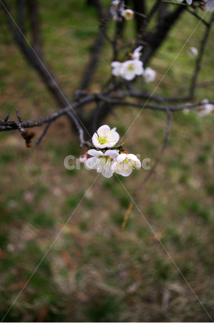 꽃,flower,매화,봄,spring,계절,식물,plant,자연,nature,식물,자연,plants,nature,꽃,flower