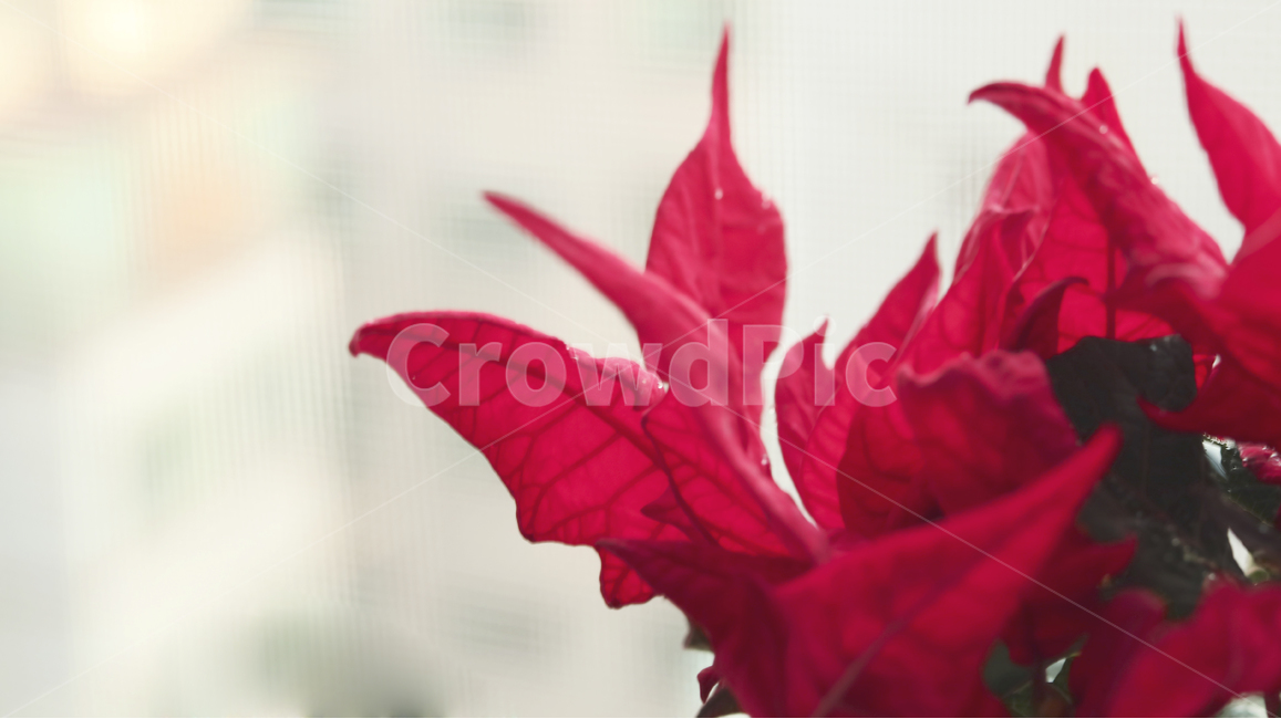 잎,leaf,식물,plant,빨간색,포인세티아
