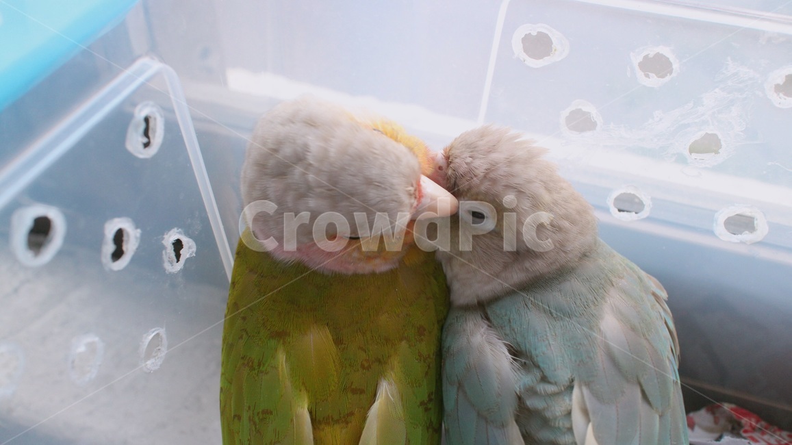반려동물,애완동물,앵무새,새,동물,코뉴어,parrot,bird,animal