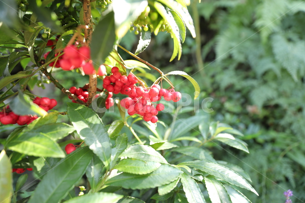 봄,자연,꽃,수목원,산,식물,자연,plants,nature,과일,열매,fruit
