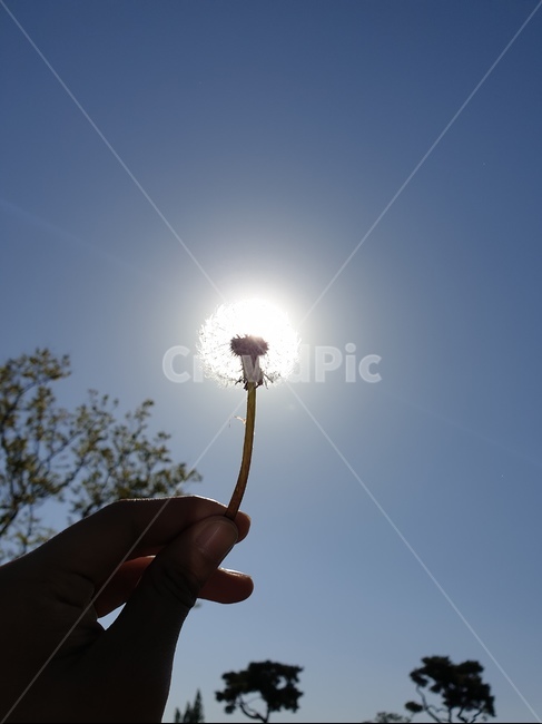 민들레씨,하늘,조명,전구,빛