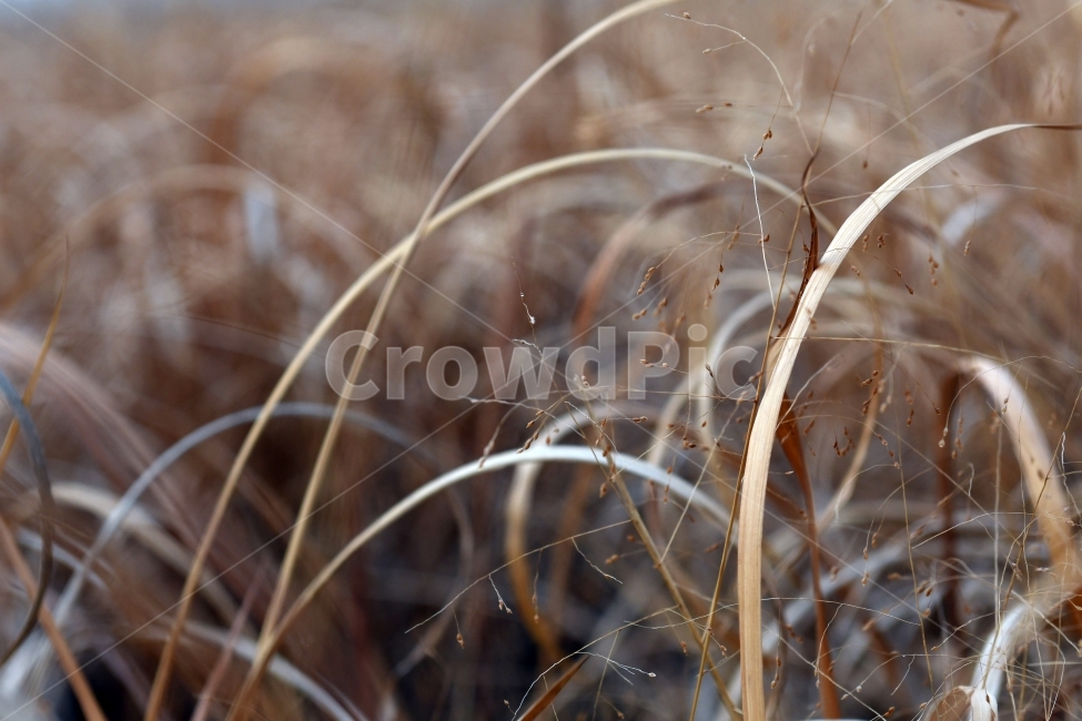 갈대,갈대밭,우음도,겨울갈대,길,풍경,강아지풀,겨울,계절,winter,season,식물,자연,plants,nature,감성,sensible,feeling
