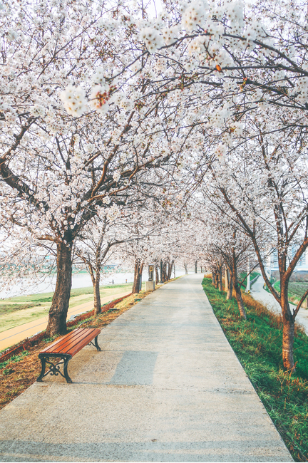 봄,벚꽃,산책,계절,한국,봄,계절,spring,season,자연,풍경,nature,landscape,bench,벤치,plant,식물,furniture,가구