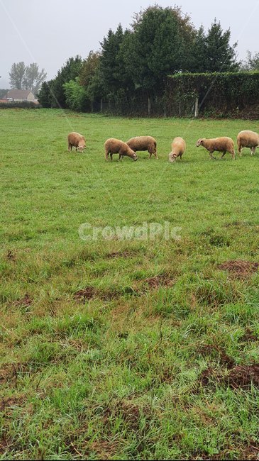 양,field,들,grassland,outdoors,옥외,animal,동물,포유류,nature,농장,목초지,meadow,자연