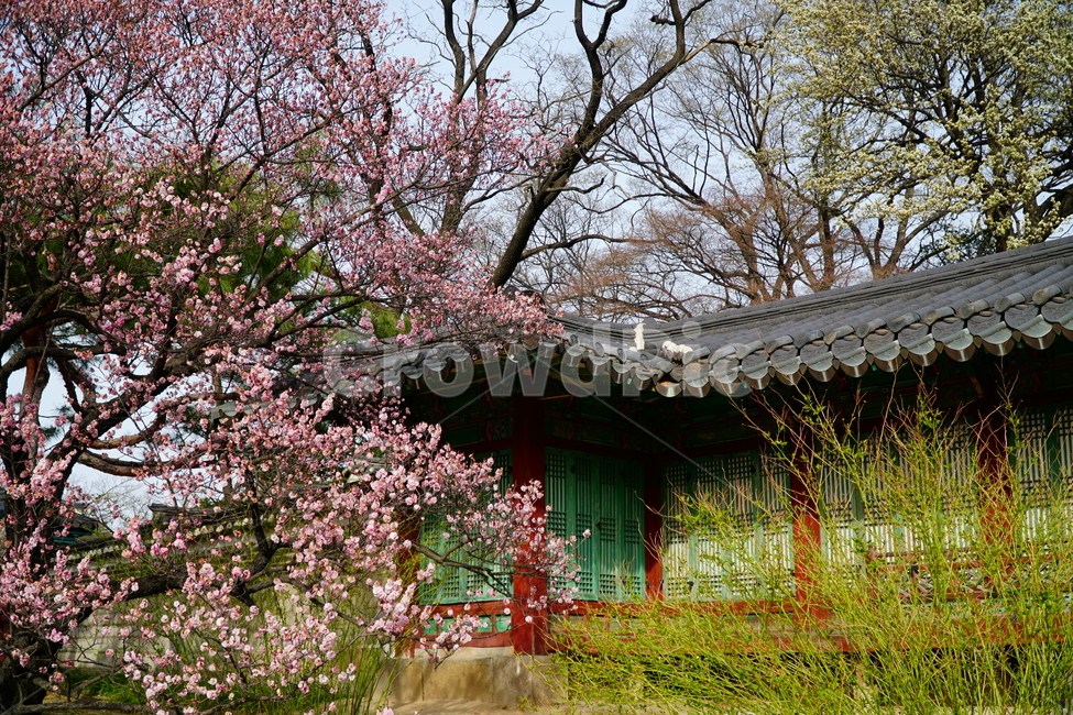 창덕궁,한국,korea,대한민국,서울,seoul,고궁,궁전,궁궐,조선,조선시대,조선왕조,왕궁,한옥,한국적인,한국문화,문화,한국전통,전통,문화재,전통문화,지붕,처마,담청,풍경,landscape,자연,nature,봄,봄꽃,spring,4월,april,기와,왕실,palace,changdeokgung,한국자연,한국풍경,나무,tree,벚꽃,매실나무,역사,히스토리,history,봄,계절,spring,season,한국전통,한국문화,korean traditional,korean culture,식물,자연,plants,nature,꽃,flower,건축물,건물외관,exterior,building,structure,architecture,construction
