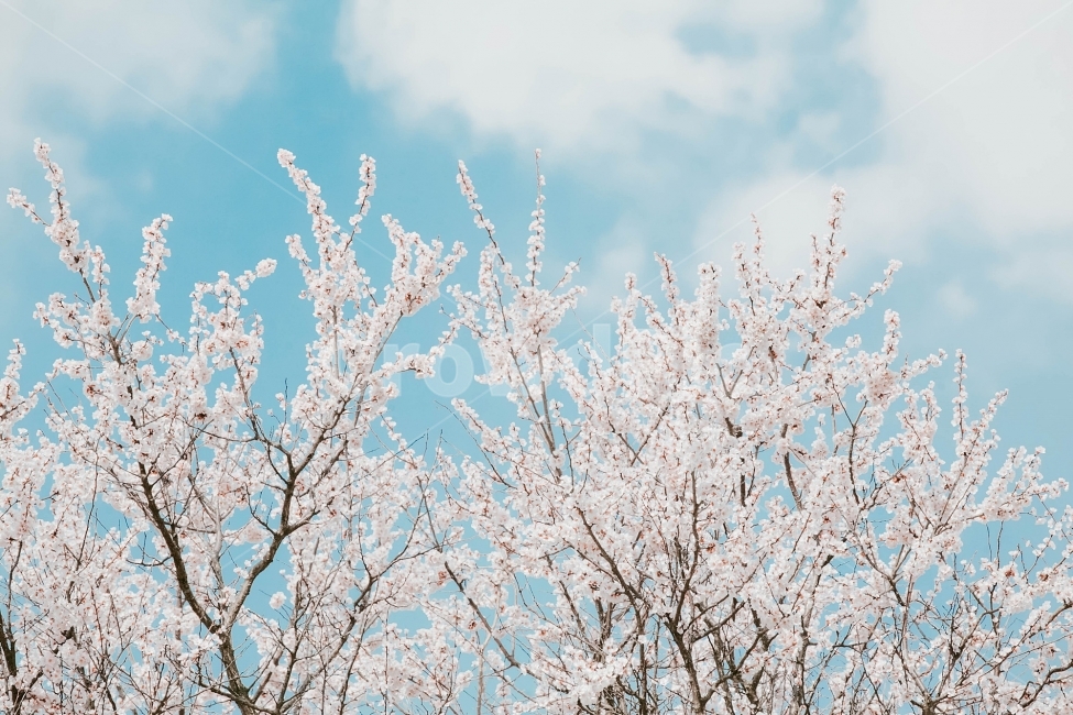 스냅,감성사진,필름,필름사진,필름느낌,사진,벚꽃,벚꽃여행,벚꽃축제,벚꽃사진,봄,계절,구름,여행,국내여행,자연,배경,풍경,배경사진,디자인,소스,봄,계절,spring,season,식물,자연,plants,nature,꽃,flower,색깔,색상,색채,색감,color sense,color sensitivity,feeling of color,outdoors,옥외,ice,빙,snow,눈,frost,서리